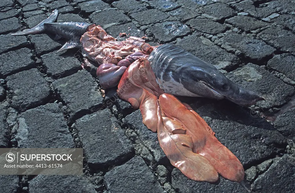 Basking Shark dismembered lying on a pavement Azores