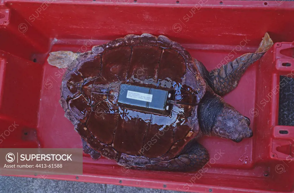 Loggerhead Sea Turtle equipped with a satellite transmitter