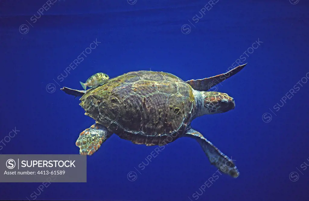 Loggerhead Sea Turtle swimming with a fish Canary Islands