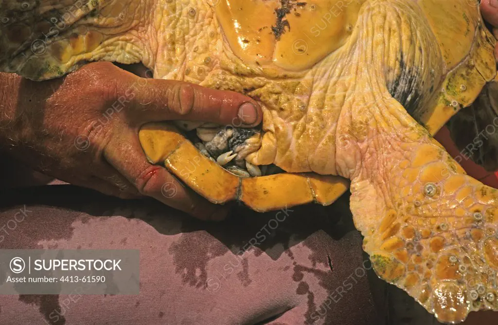 Crabs parasites in the shell of a Loggerhead Sea Turtle