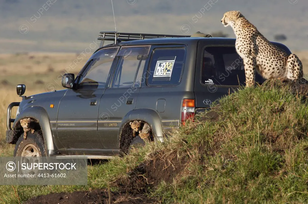 Cheetah on mound and young wheeled car Kenya