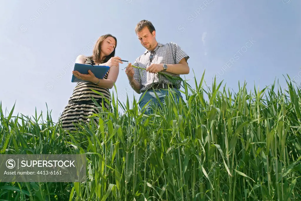 Agricultural technician looking at medical state of barley