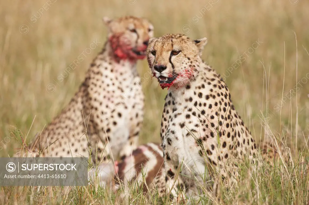 Cheetahs eating a prey in the grass Masai Mara Kenya