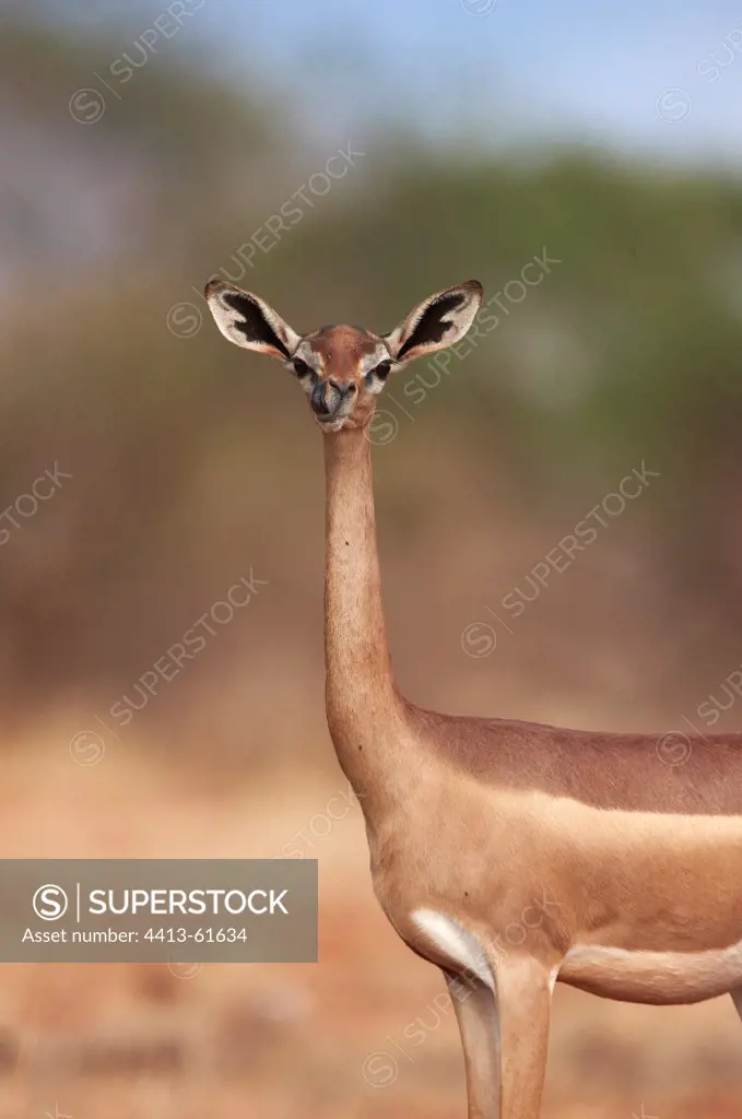 Gerenuk in savanna Tsavo EastKenya
