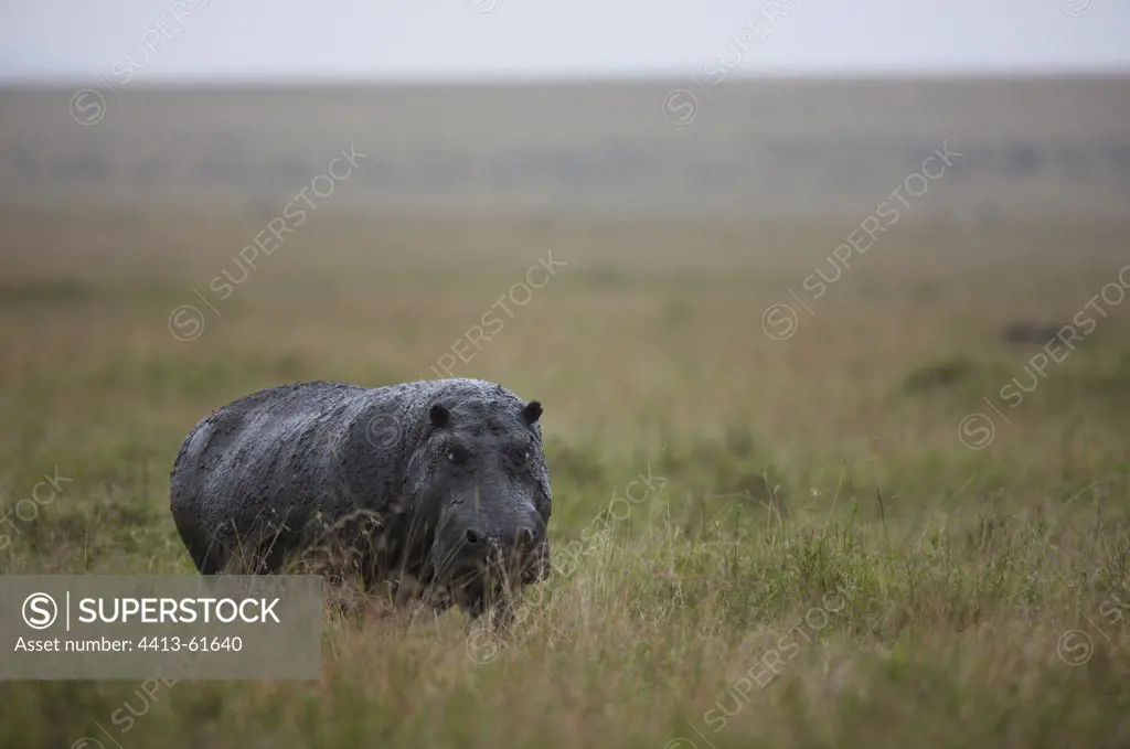 Hippopotamus in the savanna Masai Mara Kenya