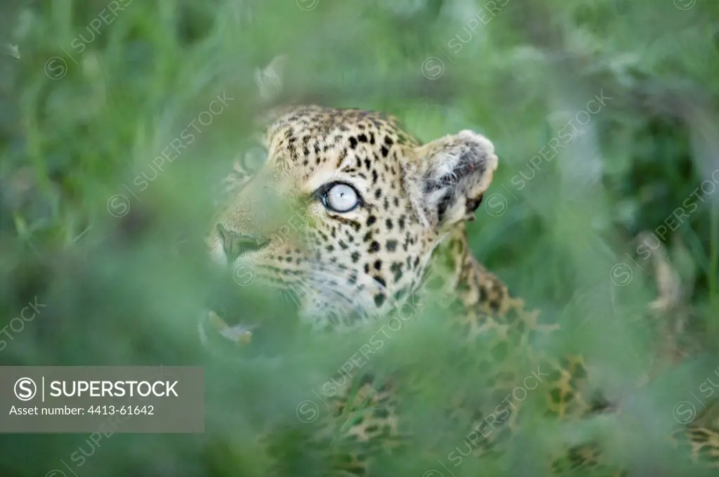 Portrait of Leopard in vegetation Masai Mara Kenya