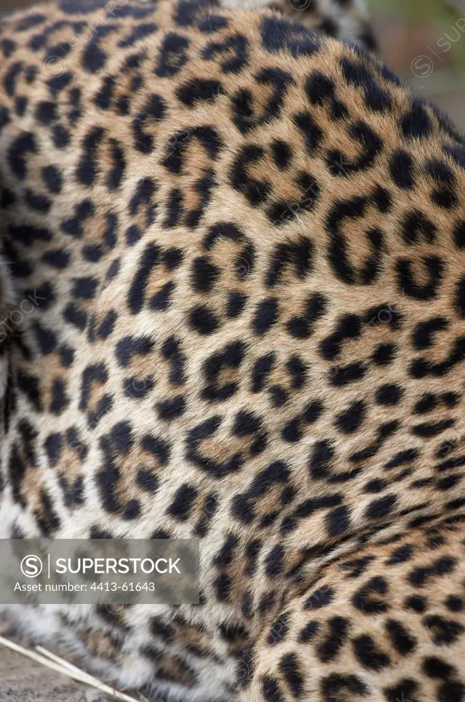 Coat of Leopard Masai Mara Kenya