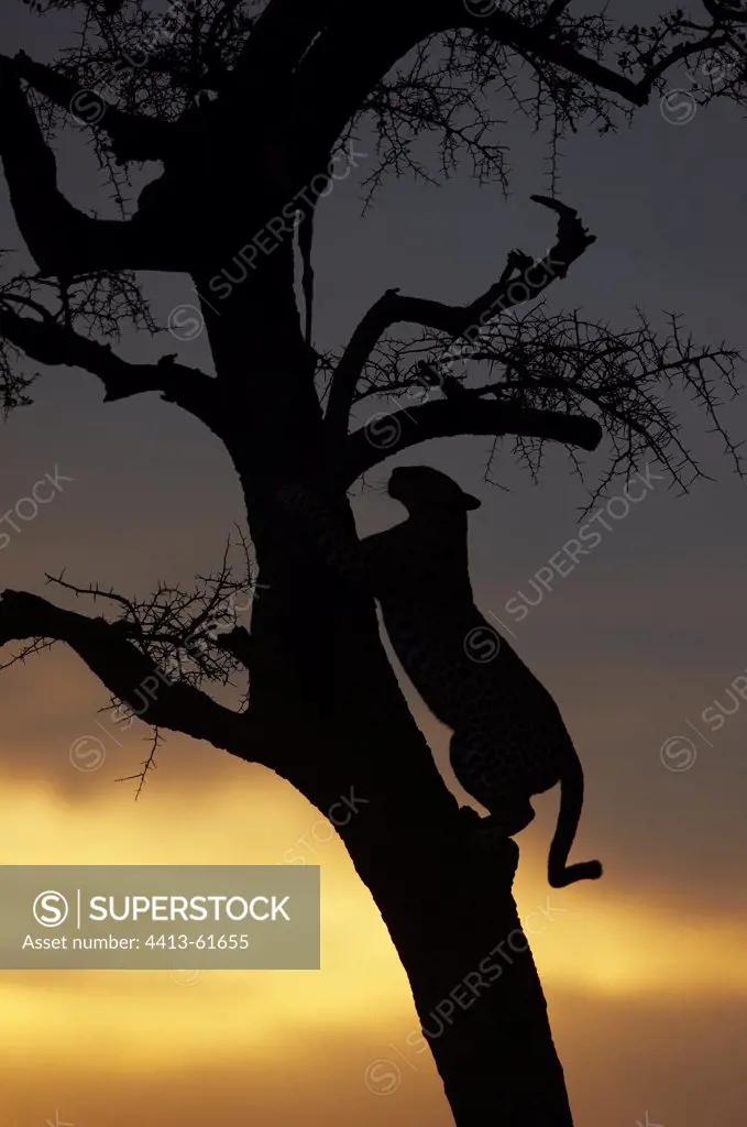 Leopard in a tree at sunset Masai Mara Kenya