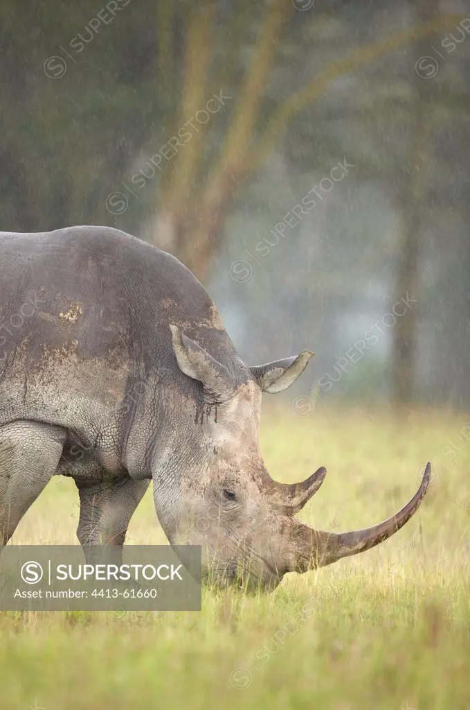 White rhinoceros grazing in the savannah Nakuru Kenya