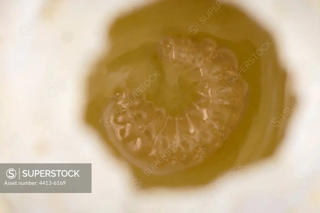 Bee larva in a cell France
