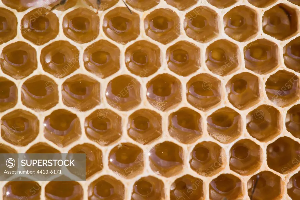 Young comb with cells full of nectar France