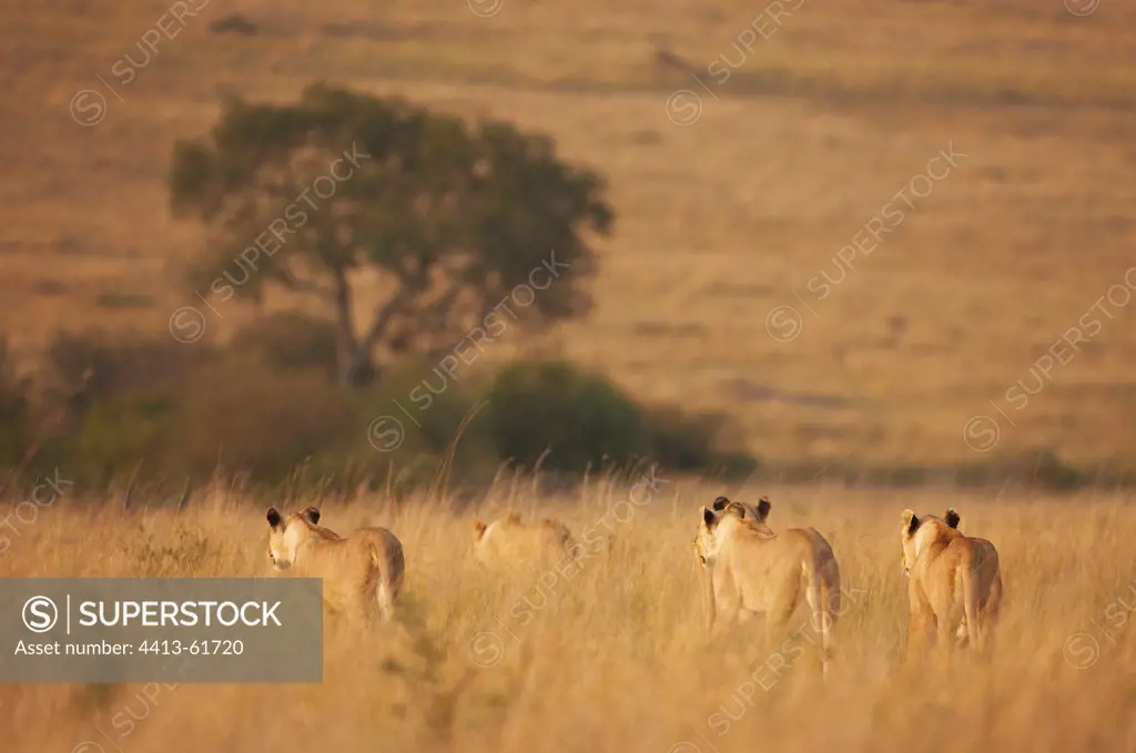 Lionesses walking in the savannah Masai Mara Kenya