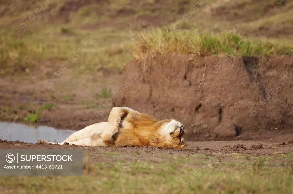 Lion lying on the ground Masai Mara Kenya