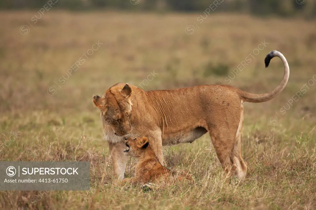 Young Lioness playing with cub Masai Mara Kenya