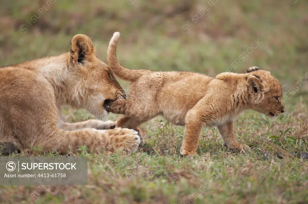 Lioness playing with her cub Masai Mara Kenya