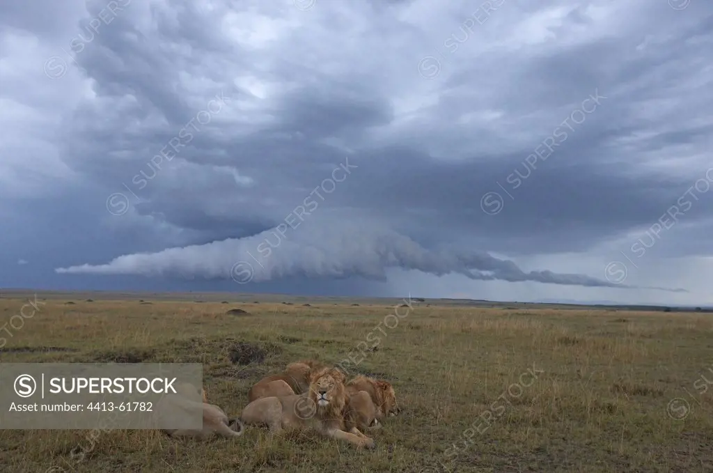 Lions in the savannah under a sky of storm Masai Mara Kenya