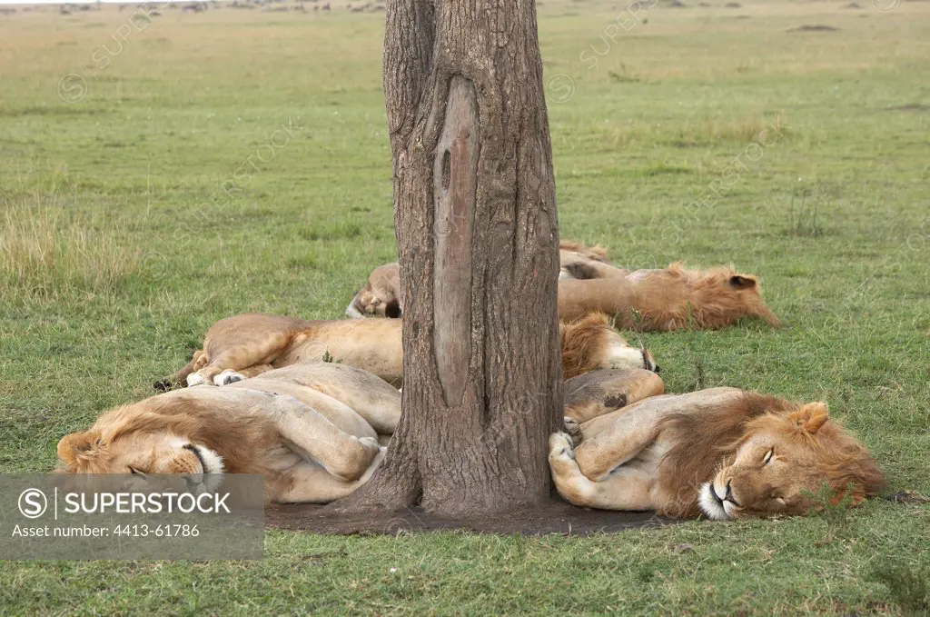 Lions asleep at the foot of a tree Masai Mara Kenya