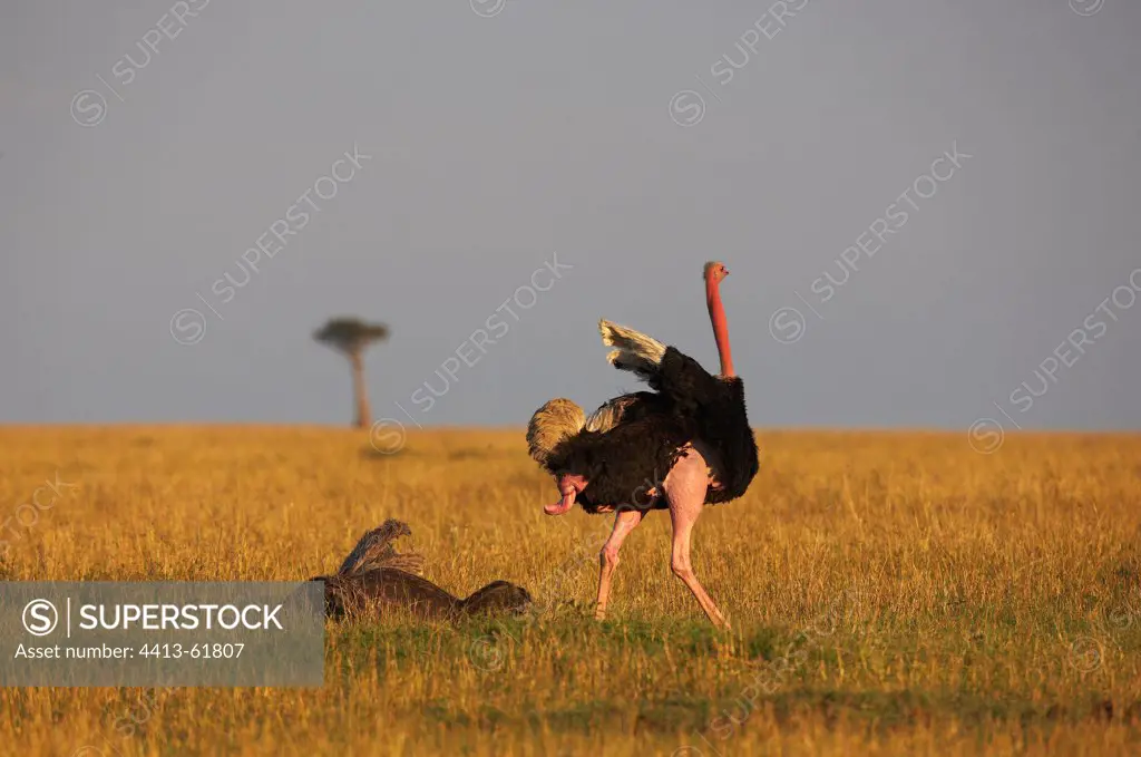 End of mating Masai Ostriches Masai Mara Kenya