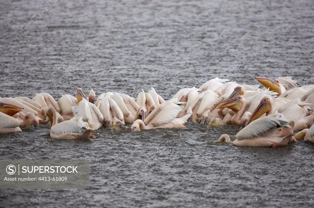 Fishing collective White Pelicans on Lake Nakuru Kenya