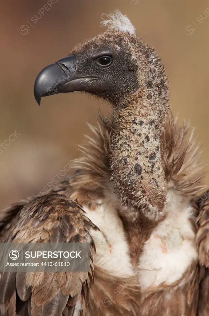 Portrait White-backed Vulture Reserve Masai Mara Kenya