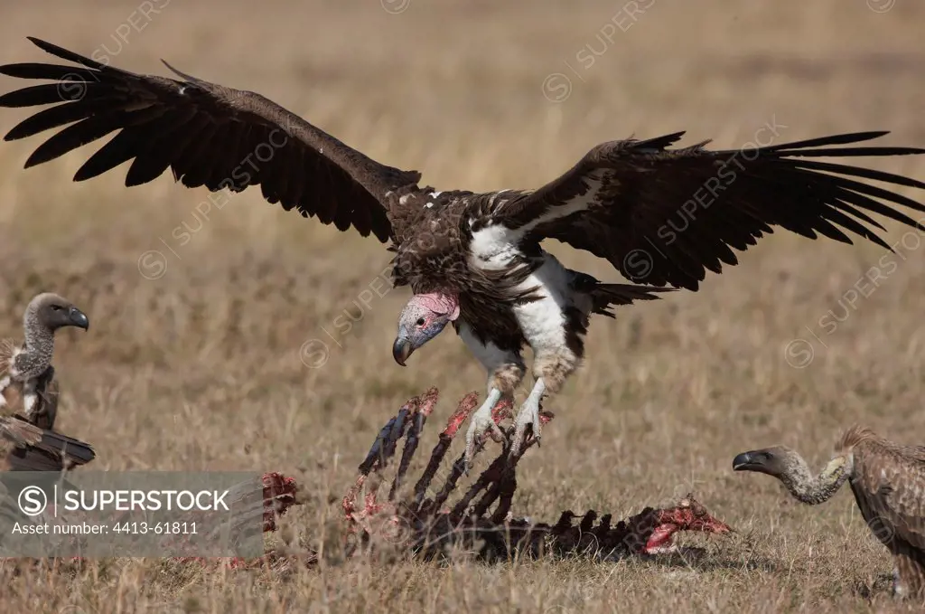 Lappet-faced and White-backed Vultures Masai Mara Kenya