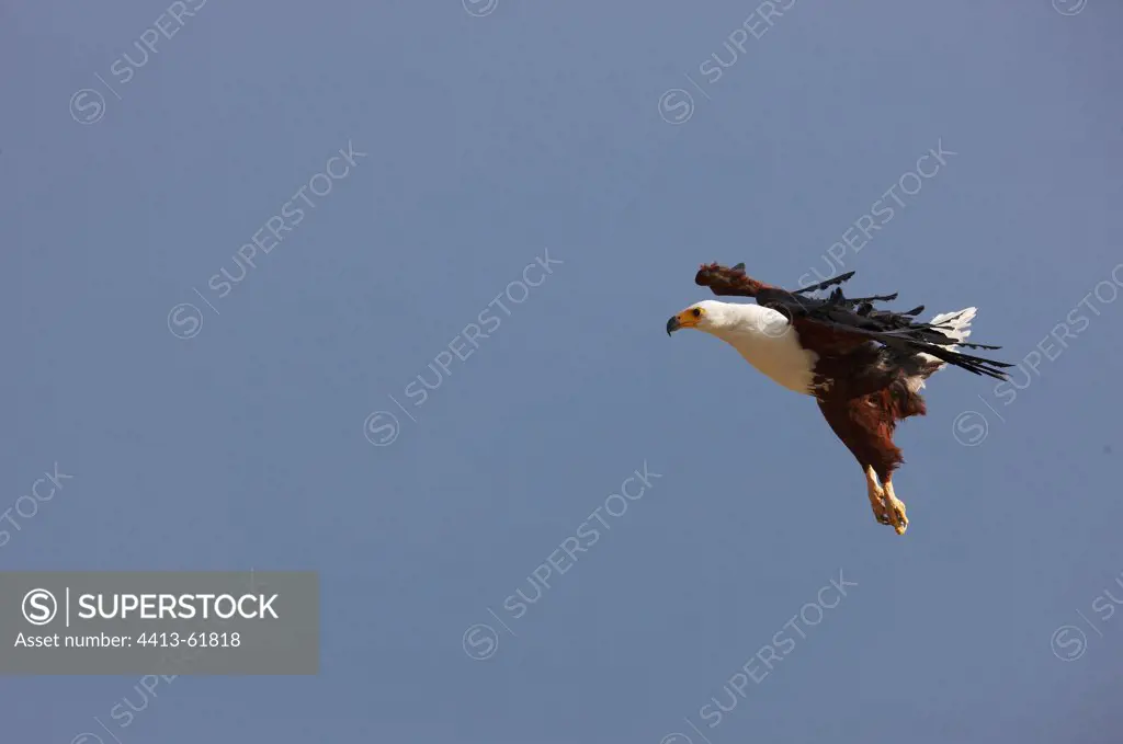 African Fish Eafgle flight Lake Baringo in Kenya