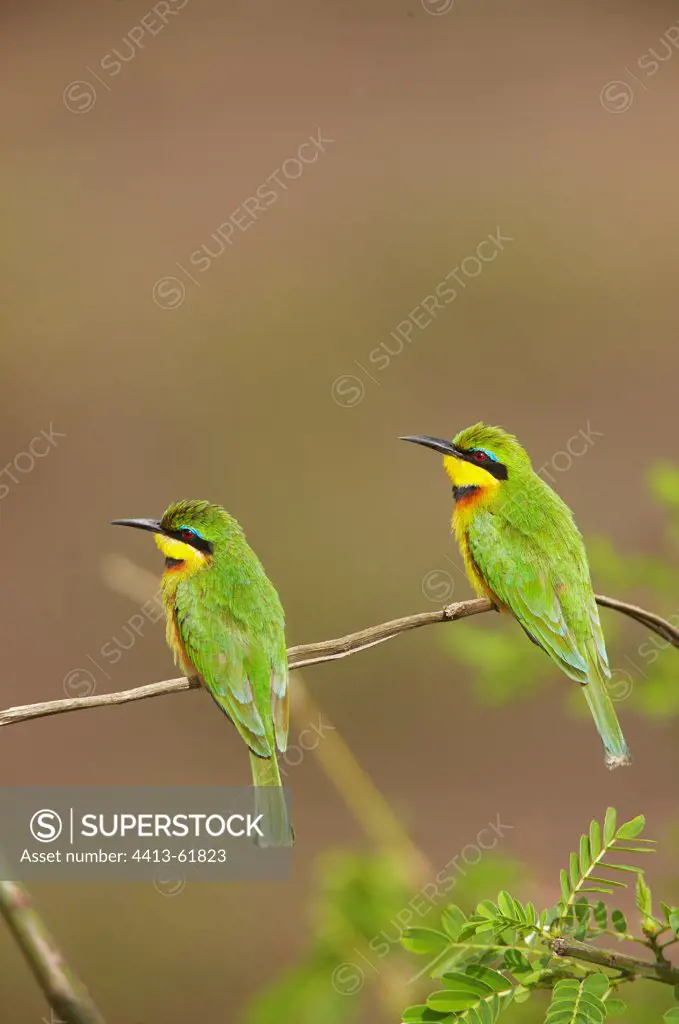 Little Bee-eaters on a branch Masai Mara Kenya