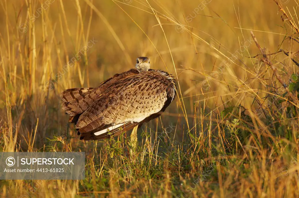 Balc-bellied Bustard rest in savanna Masai Mara Kenya