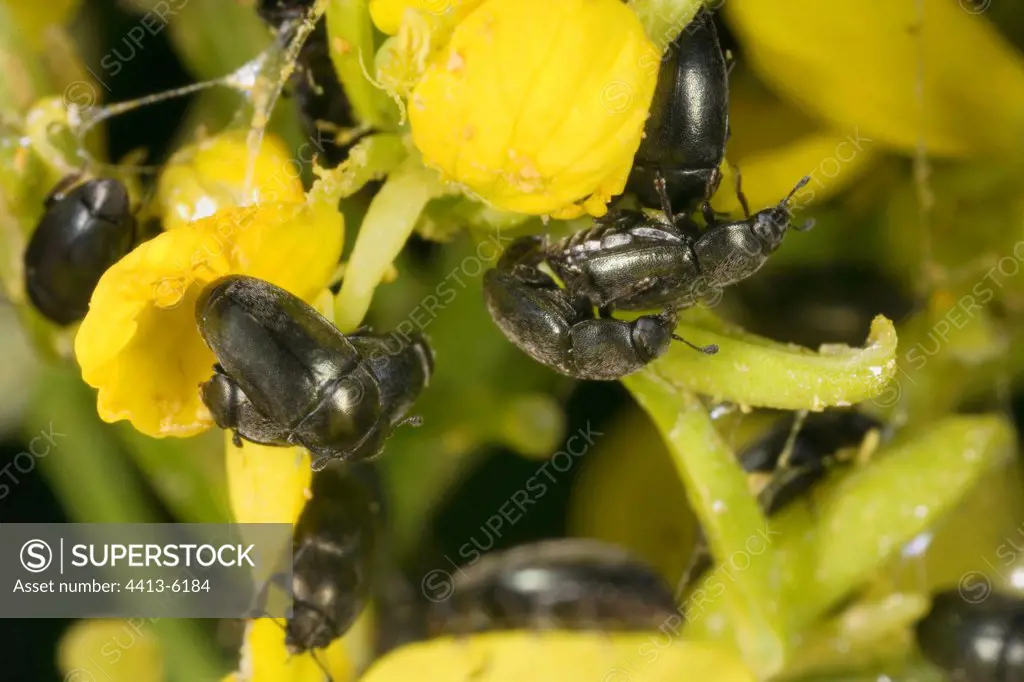 Pollen beetles on turnip France