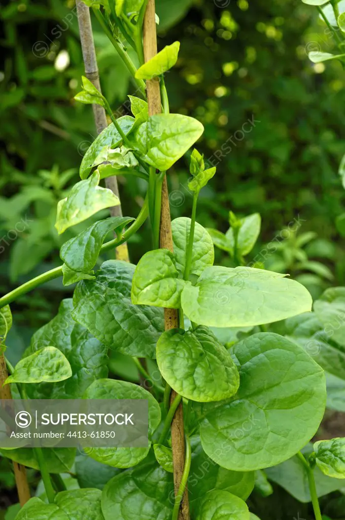 Ceylon Spinach variety 'Baselle' in a kitchen garden Doubs