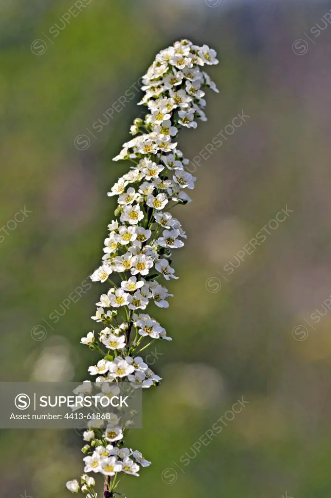 Wild flower on the Causse de Rocamadour Lot France