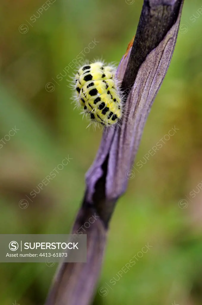 Caterpillar on the stem of a Violet Limordore France