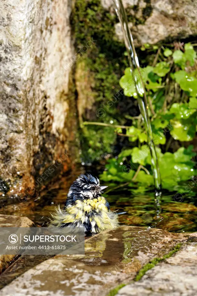 Blue tit bathing in a fountain in Corrèze France