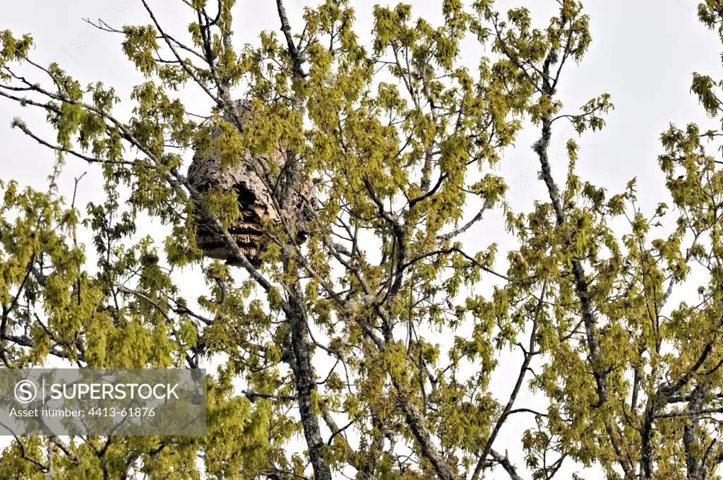 Asian hornet nest in an Oak in spring Corrèze France