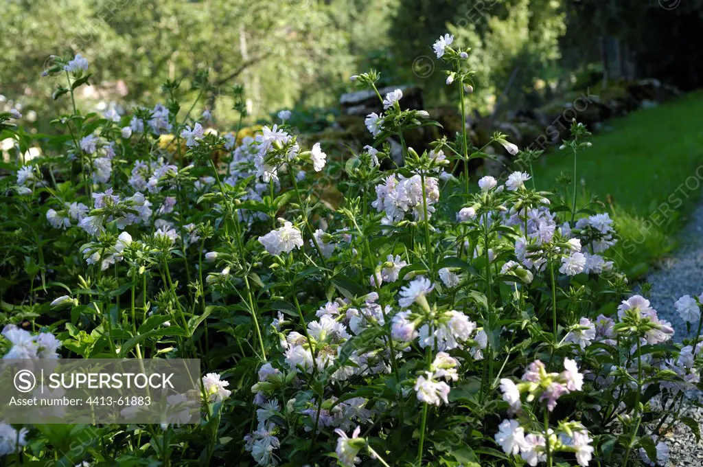 Soapwort in bloom in a garden Doubs