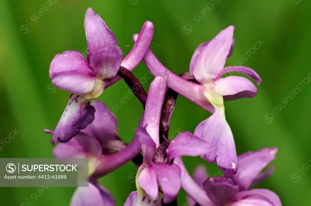 Early purple Orchids flowers in spring Corrèze France