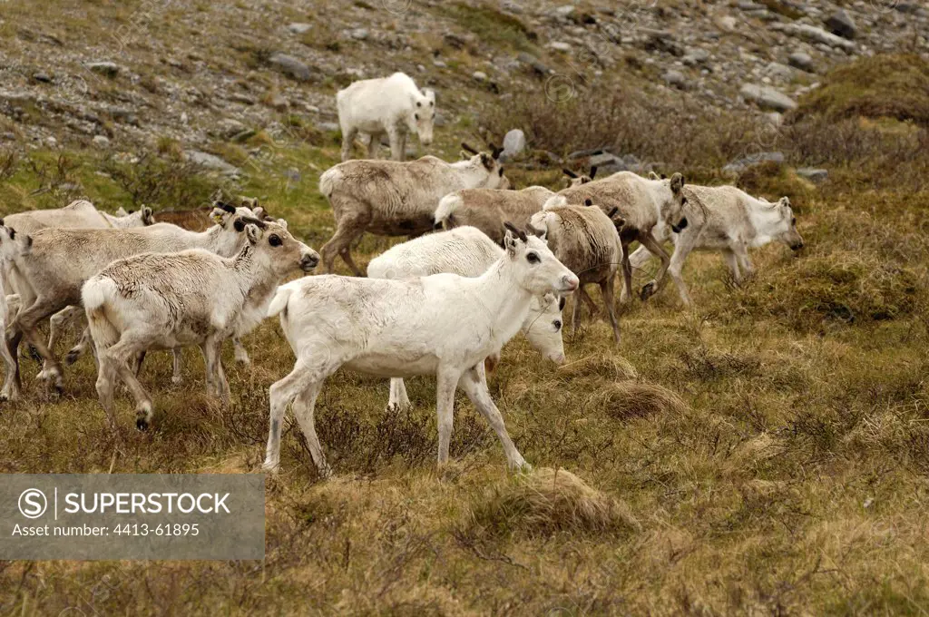 Herd of Caribous grazing on a moor North Cape