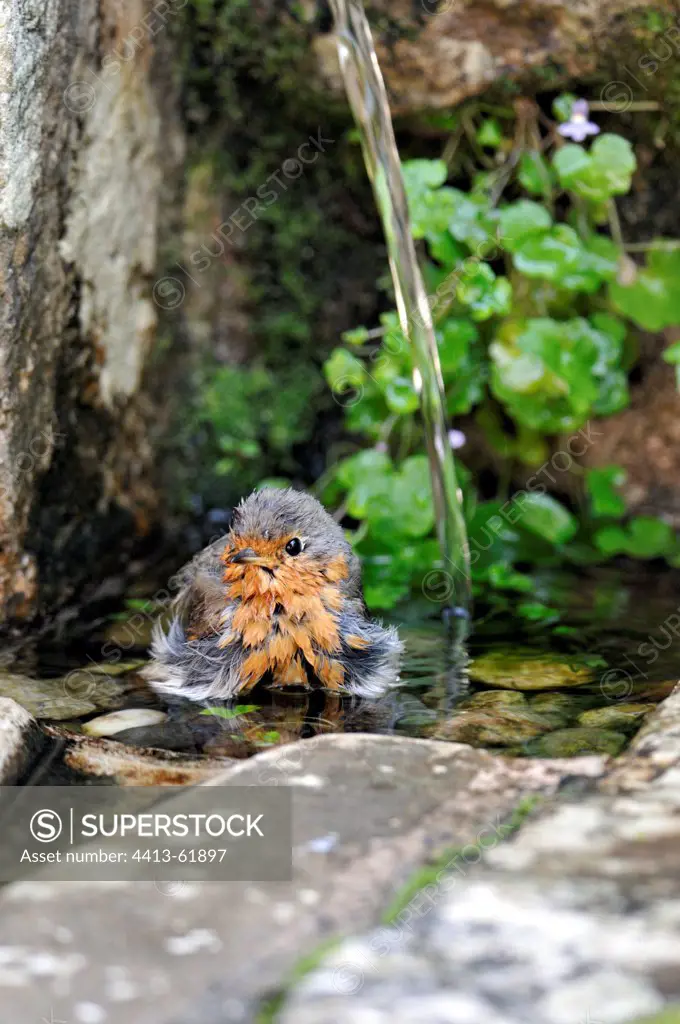 Robin bathing in a fountain in summer Corrèze France
