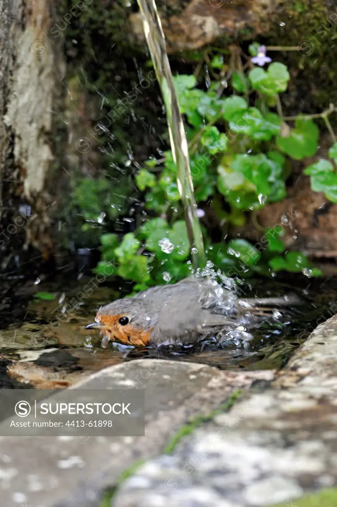 Robin bathing in a fountain in summer Corrèze France