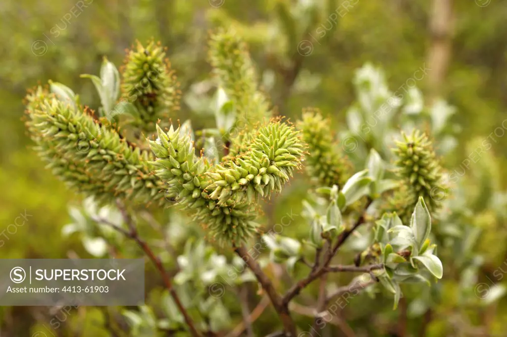 Willow in bloom in northern Norway