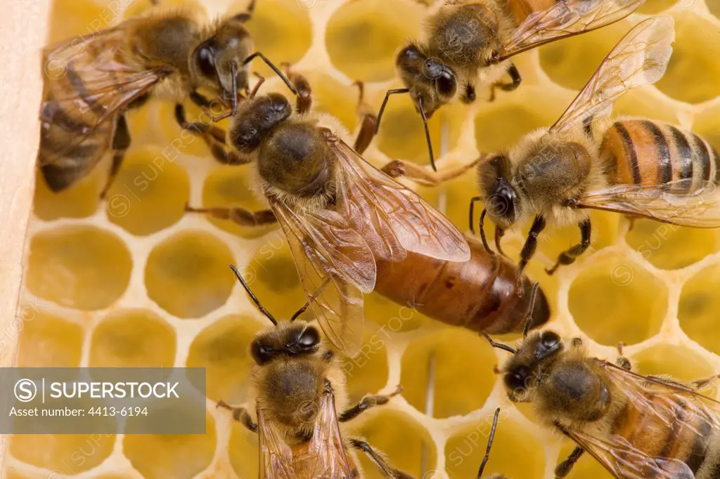 Bee queen laying in the middle of workers France