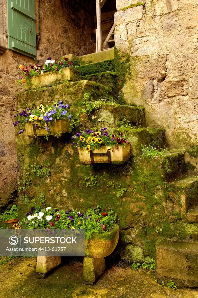 Pansies in flowerpots on a mossy stair Fourcès France
