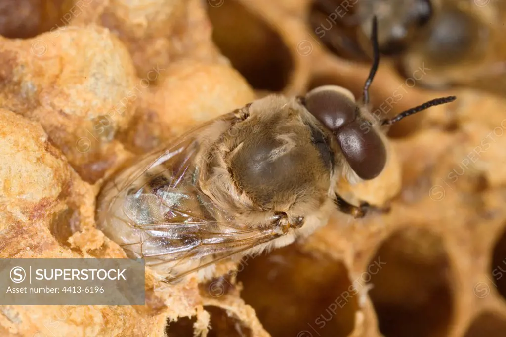 Male bee leaving its cell France