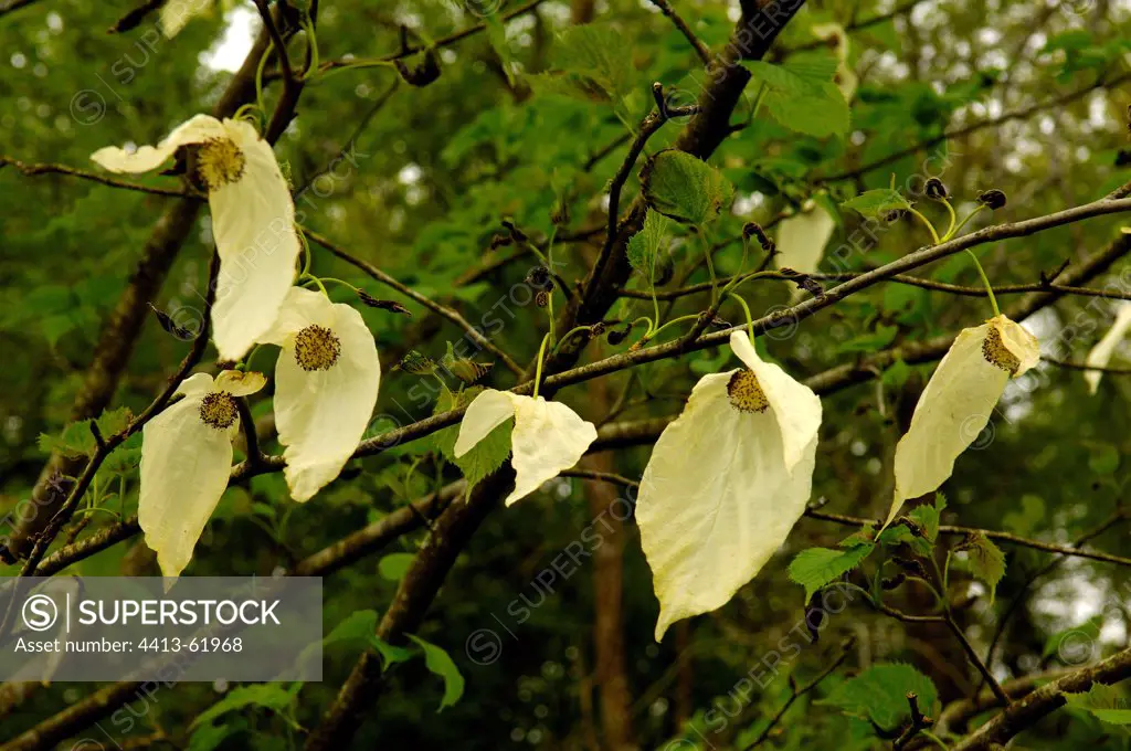 Pocket-handkerchief Tree in bloom Jardins de Coursiana