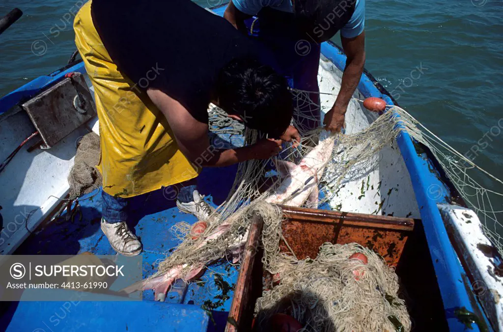 Sturgeon caught in fishermen's net Gironde estuary France