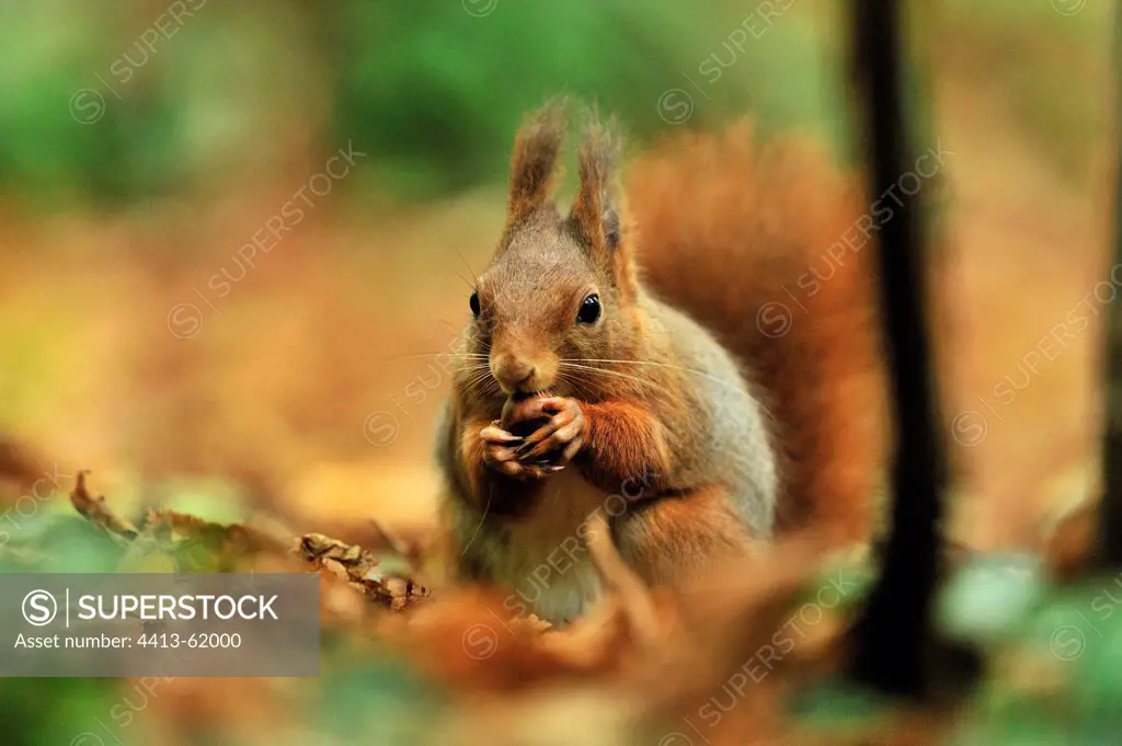 Red squirrel eating a nut in autumn Ile-de-FranceFrance