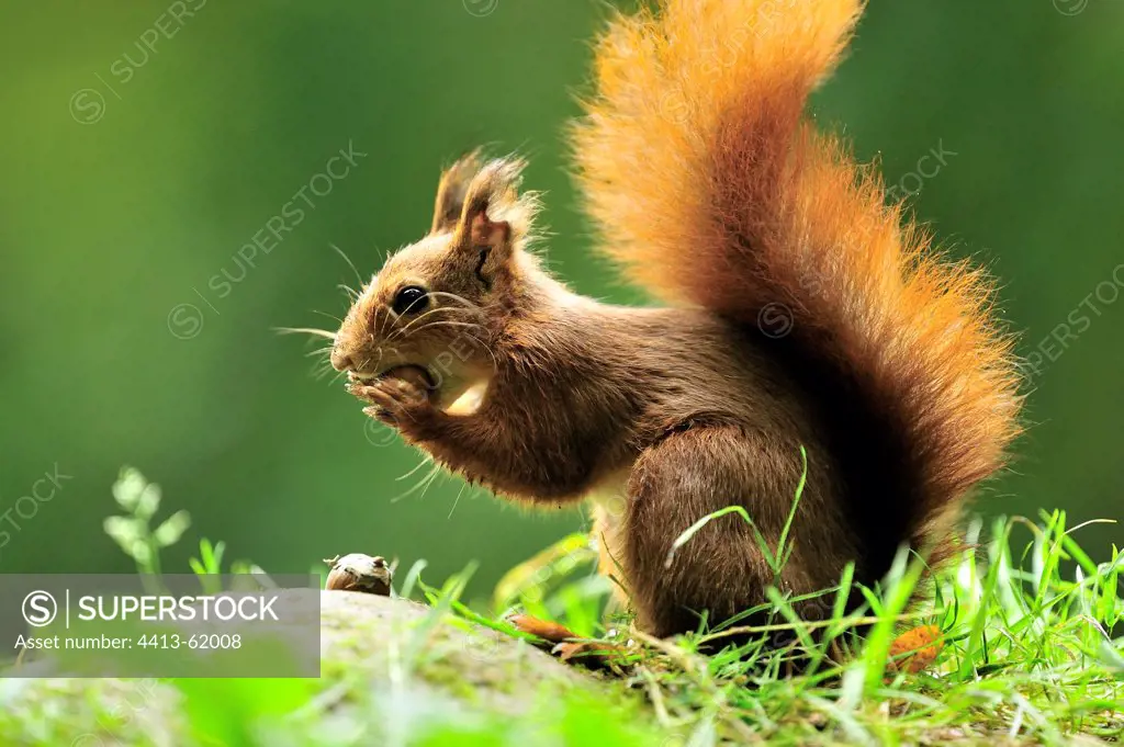 Red squirrel eating a nut in grass France
