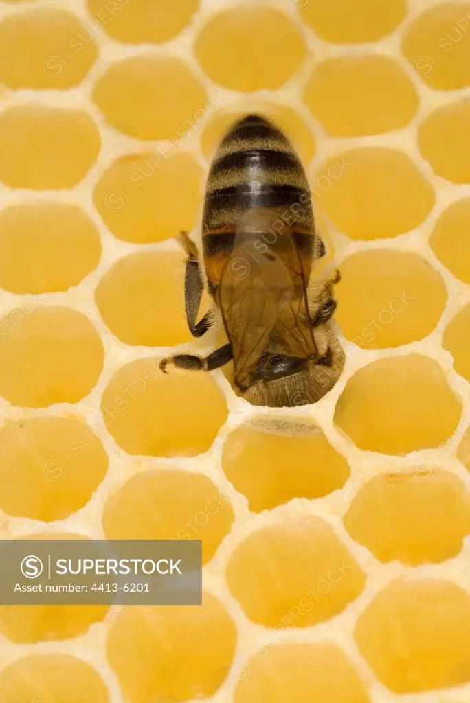 Bee building a new comb in a hive France