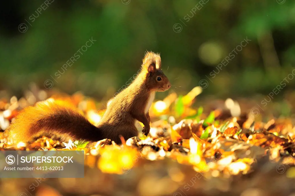 Red squirrel on the ground in autumn Ile-de-France France