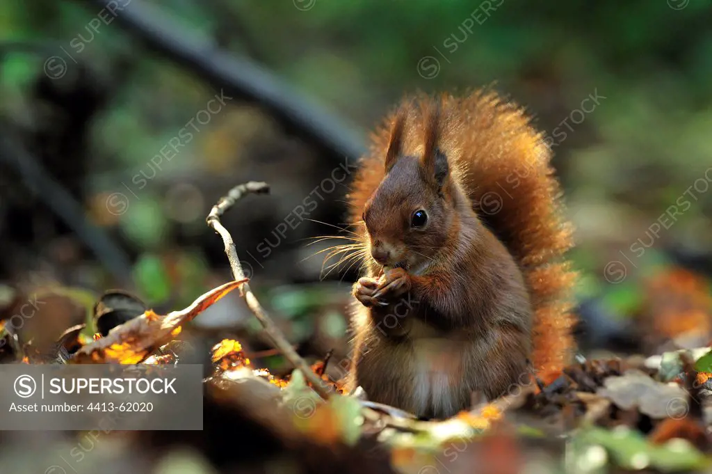 Red squirrel eating a nut in autumn Ile-de-FranceFrance